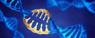 Molécule d'ADN à double hélice avec gènes modifiés