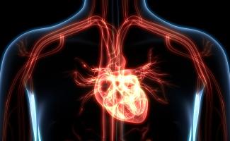 Schéma du système cardiovasculaire